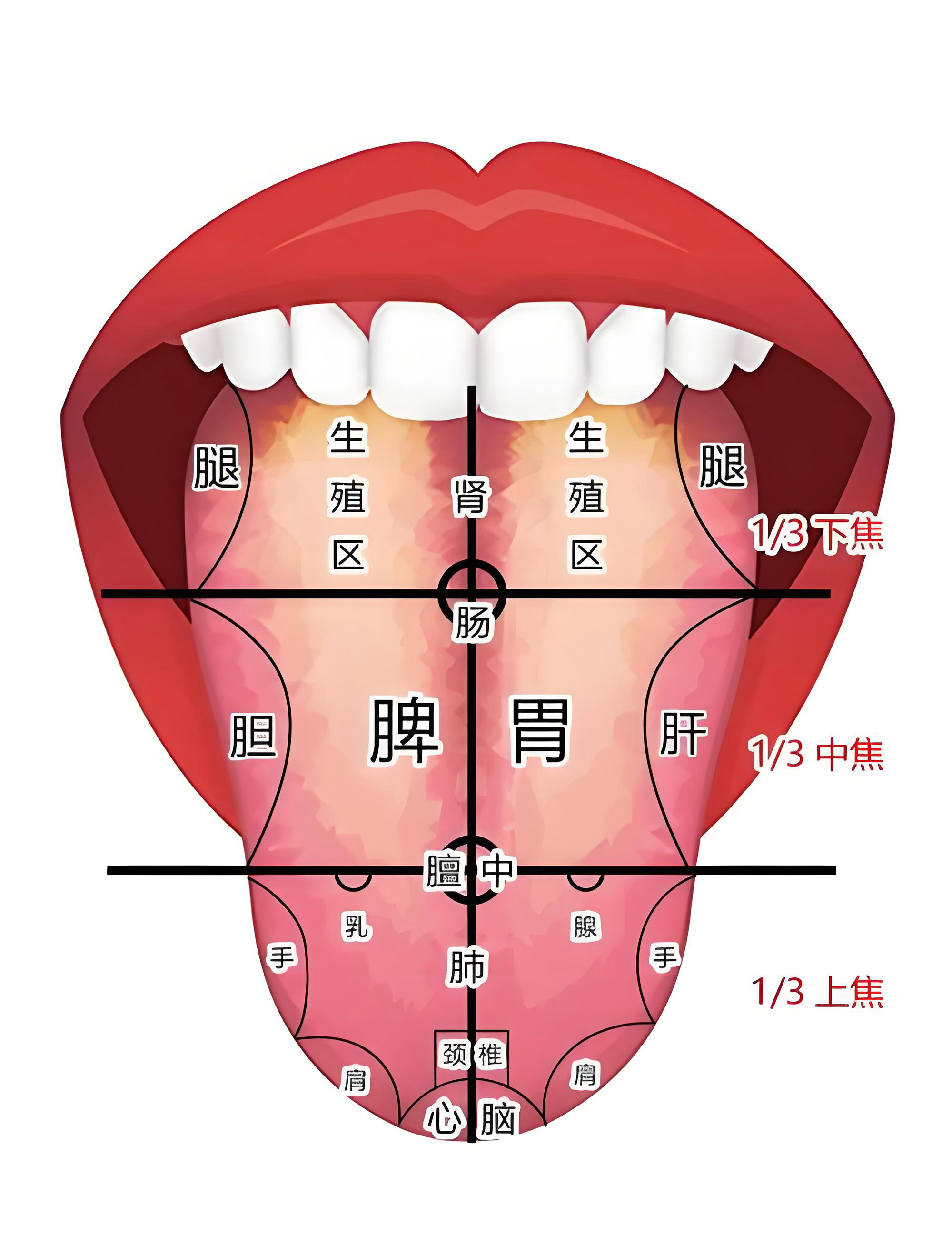 11月5日15点锁定《养生堂》视频号，来要良主任舌诊断脾胃！